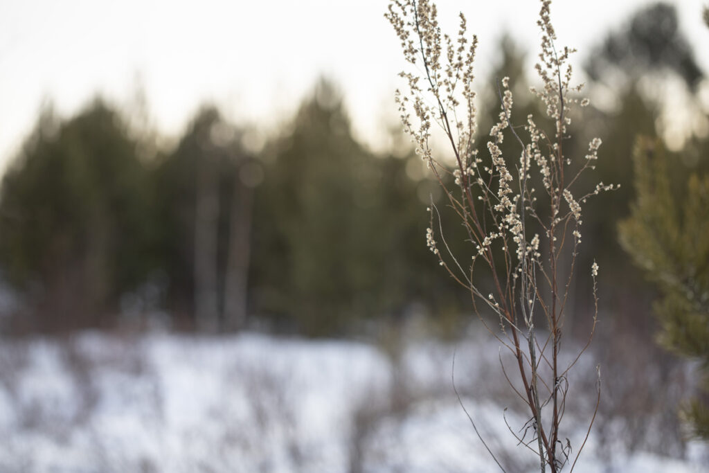 winter zima